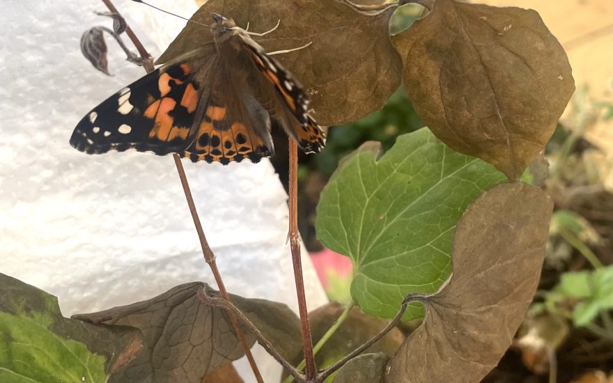 Sommerfugl udklækket under udstillingen...Foto: Kongegaarden